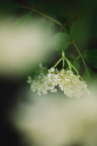 Elderberry, branch, detail, blur Elderberry, branch, detail, blur